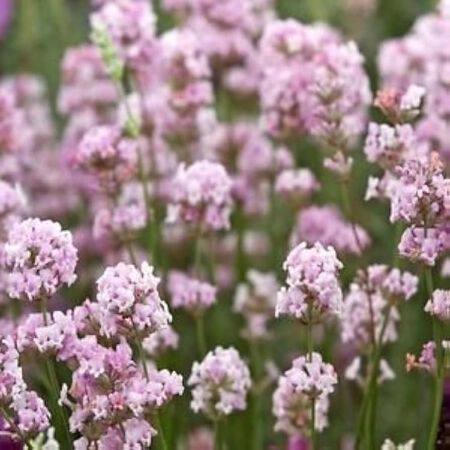 Pink Perfume, Lavender Seeds - Packet image number null